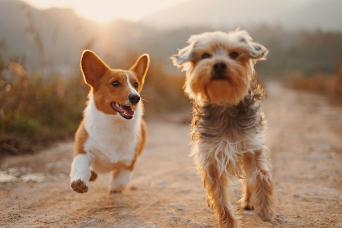 Two dogs looking toward their feeding station